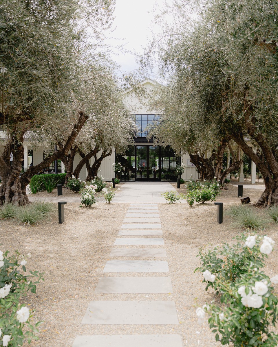 A stepping stone path through gnarled olive trees and white roses, leading toward the ceremony